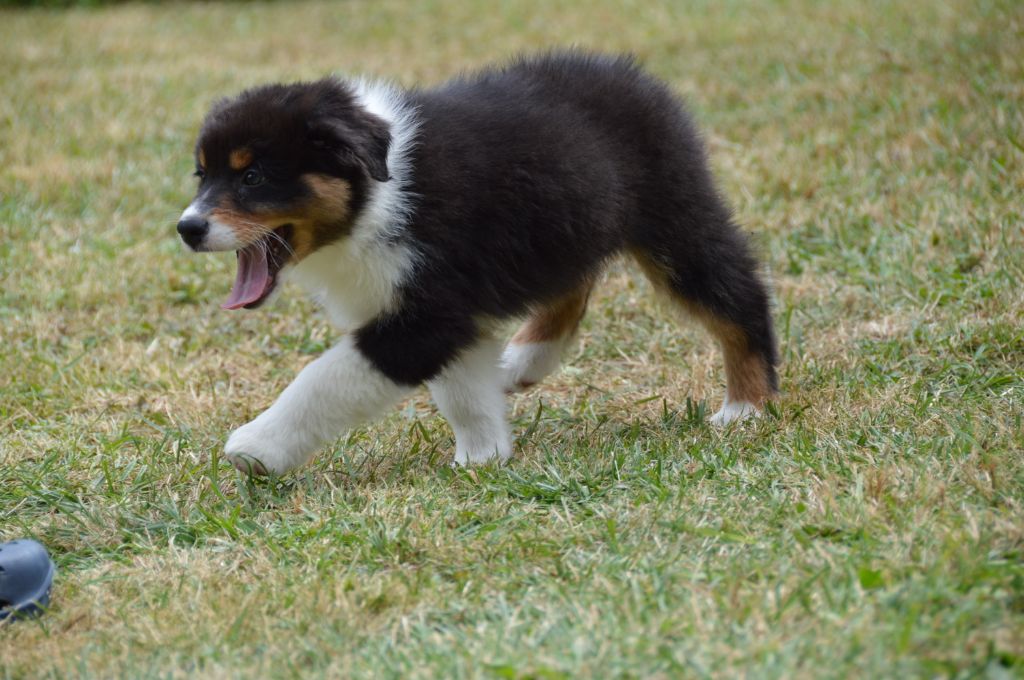 Paw patrol rocky Of Black Pearl Spirit