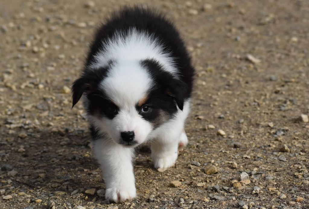 Of Black Pearl Spirit - Chiot disponible  - Berger Australien