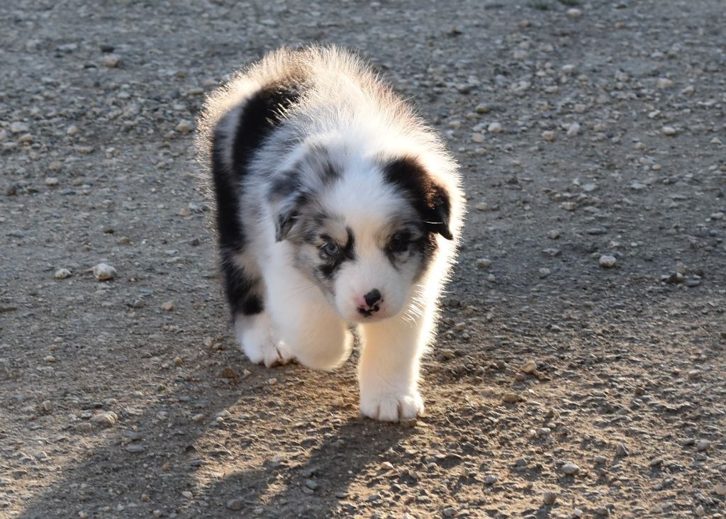 Of Black Pearl Spirit - Chiot disponible  - Berger Australien