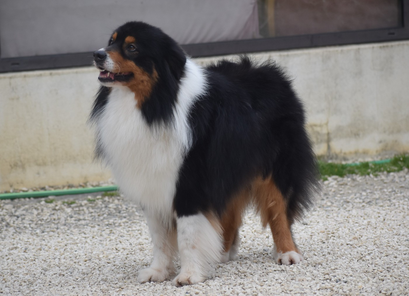 Paw patrol rocky Of Black Pearl Spirit