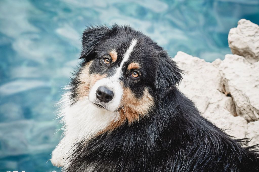 Of Black Pearl Spirit - BEBES EVEREST ET NASH