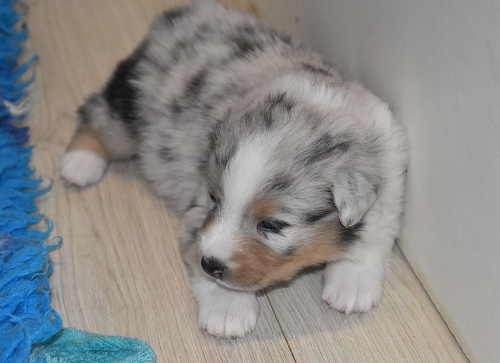 Of Black Pearl Spirit - Chiots disponibles - Berger Australien