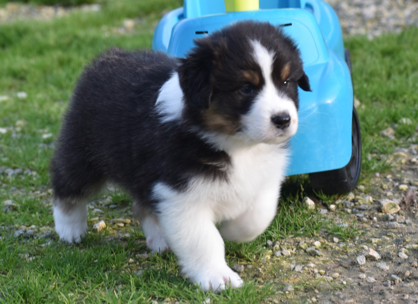 Of Black Pearl Spirit - Chiots disponibles - Berger Australien