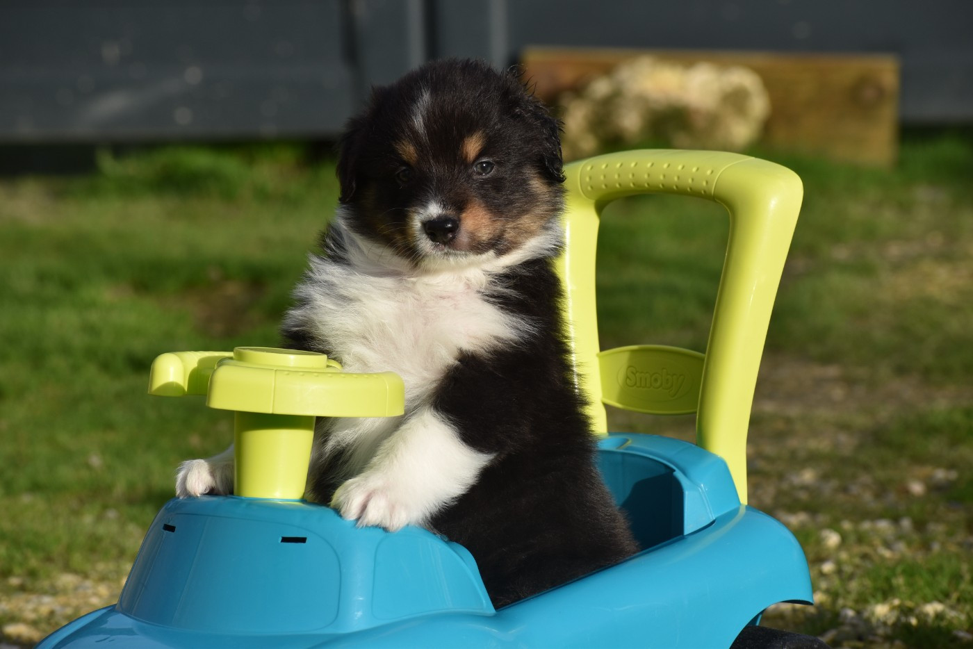 Of Black Pearl Spirit - Chiots disponibles - Berger Australien