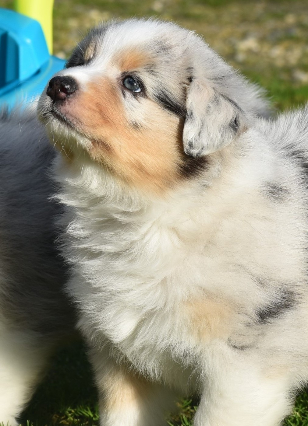 Of Black Pearl Spirit - Chiots disponibles - Berger Australien