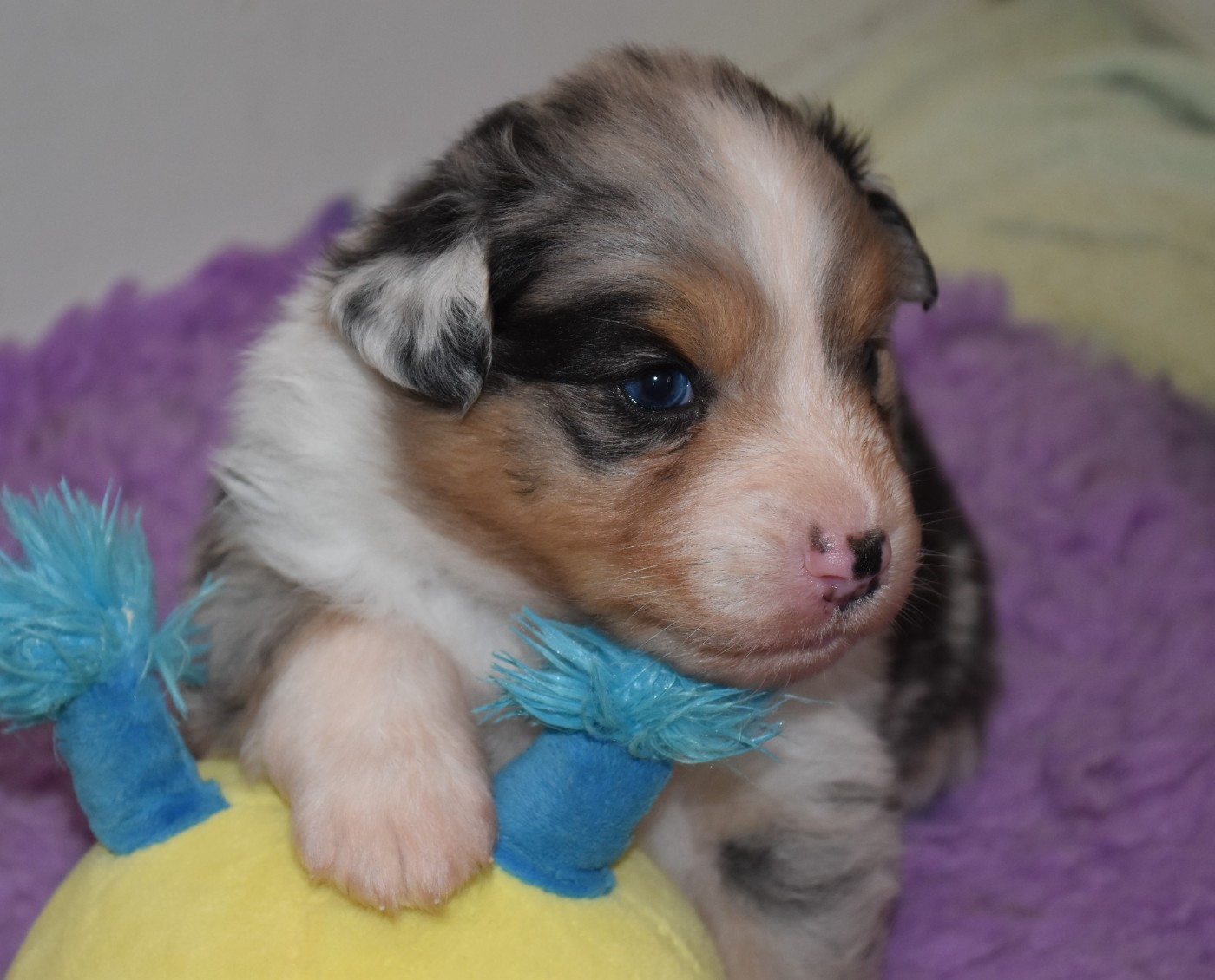 Of Black Pearl Spirit - Chiots disponibles - Berger Australien