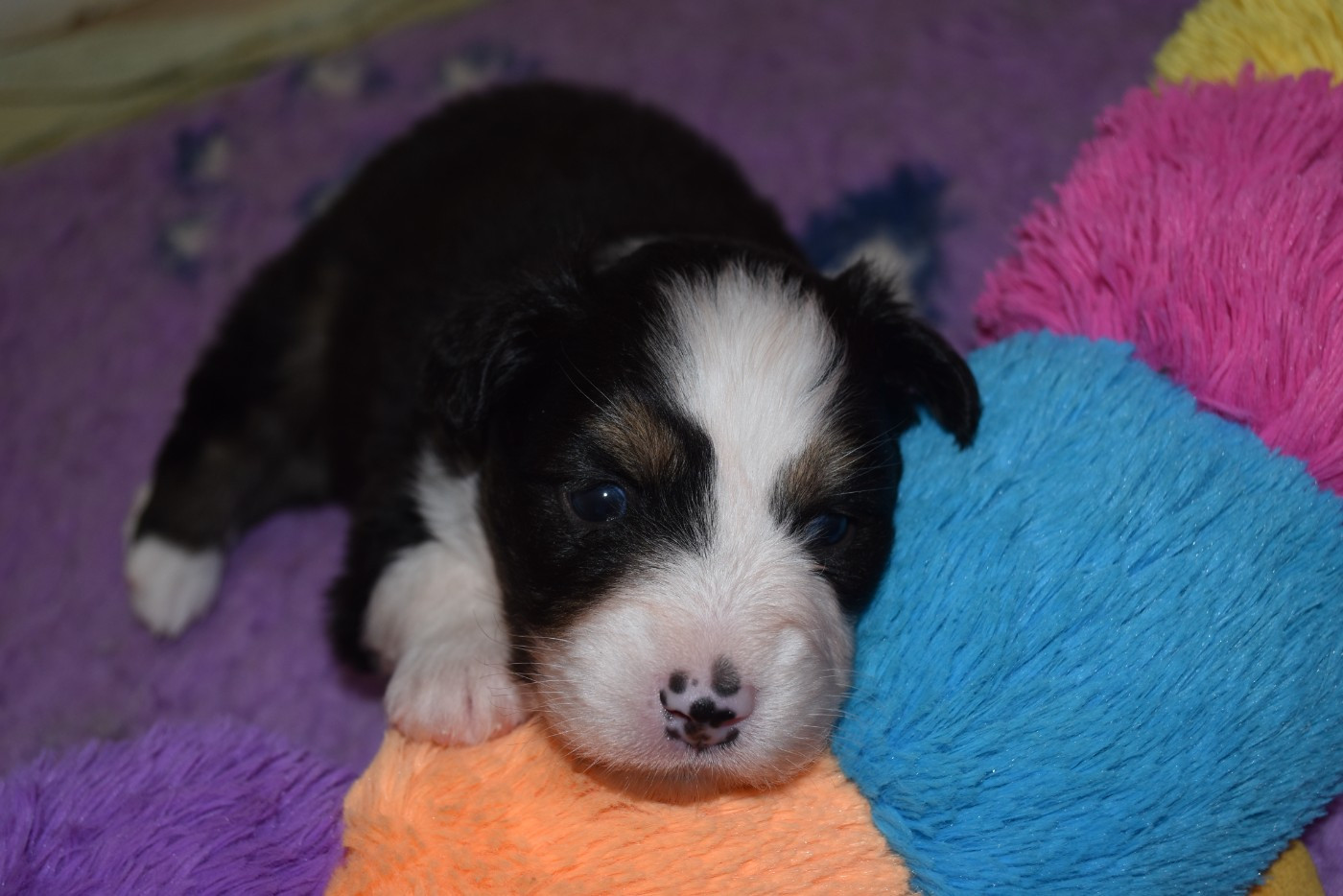 Of Black Pearl Spirit - Chiots disponibles - Berger Australien