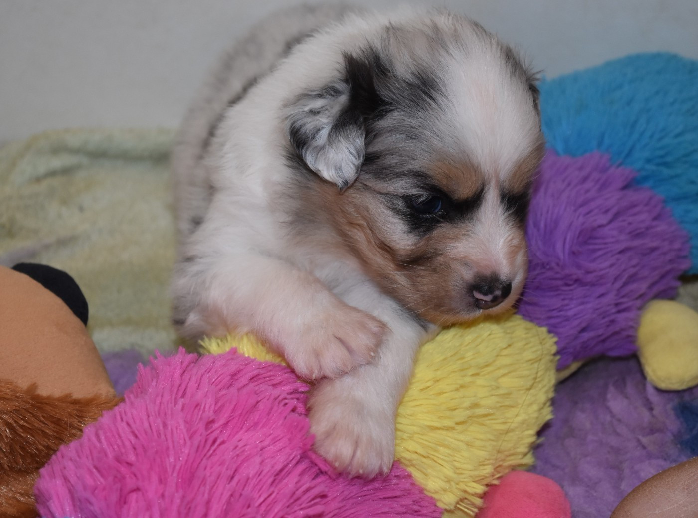 Of Black Pearl Spirit - Chiots disponibles - Berger Australien