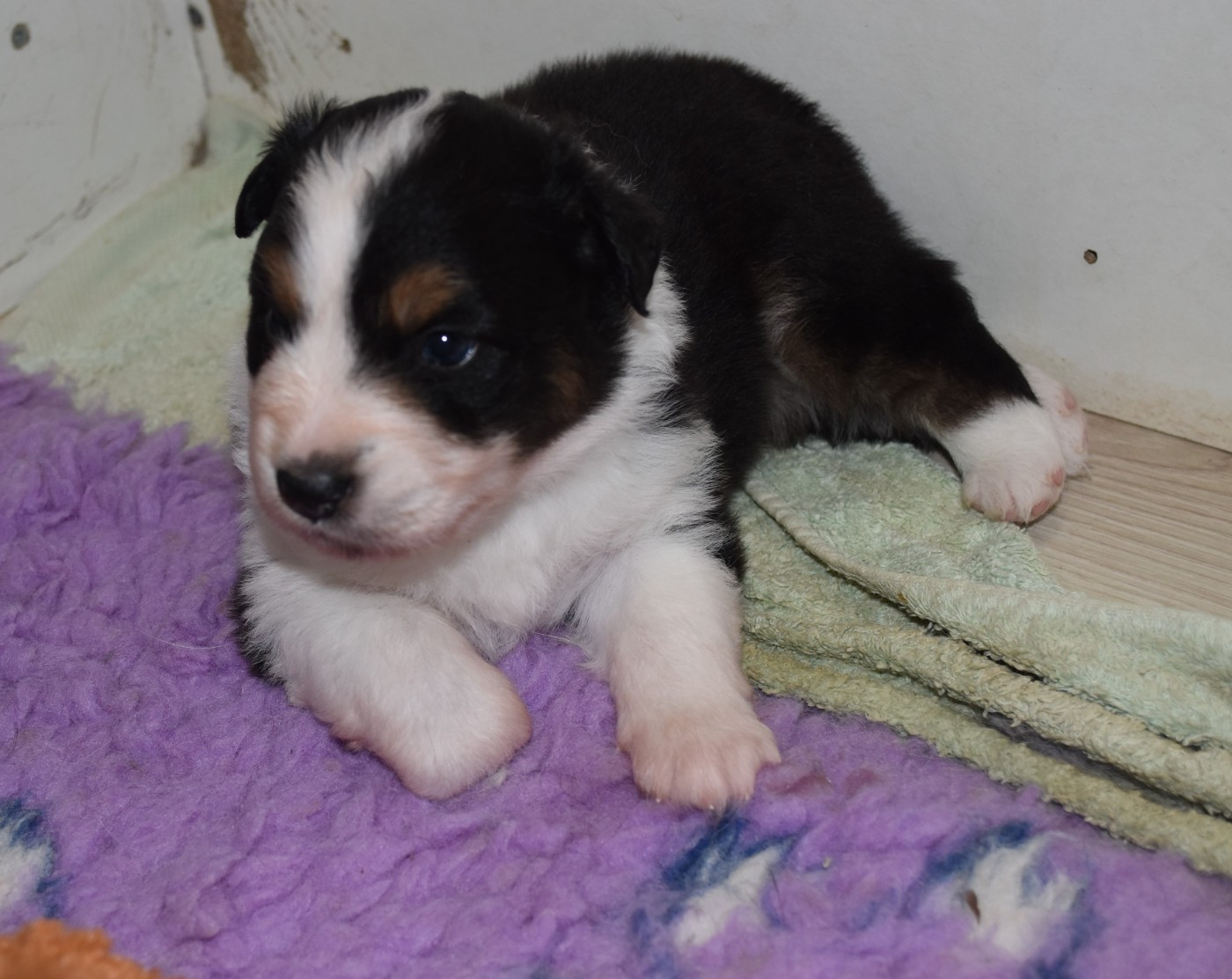 Of Black Pearl Spirit - Chiots disponibles - Berger Australien