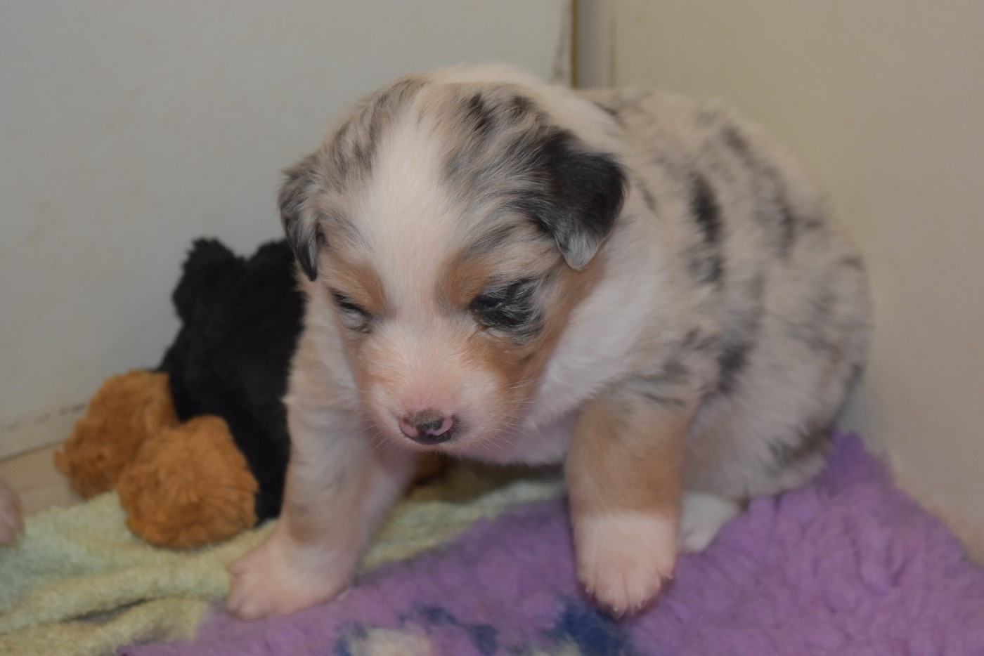 Of Black Pearl Spirit - Chiots disponibles - Berger Australien