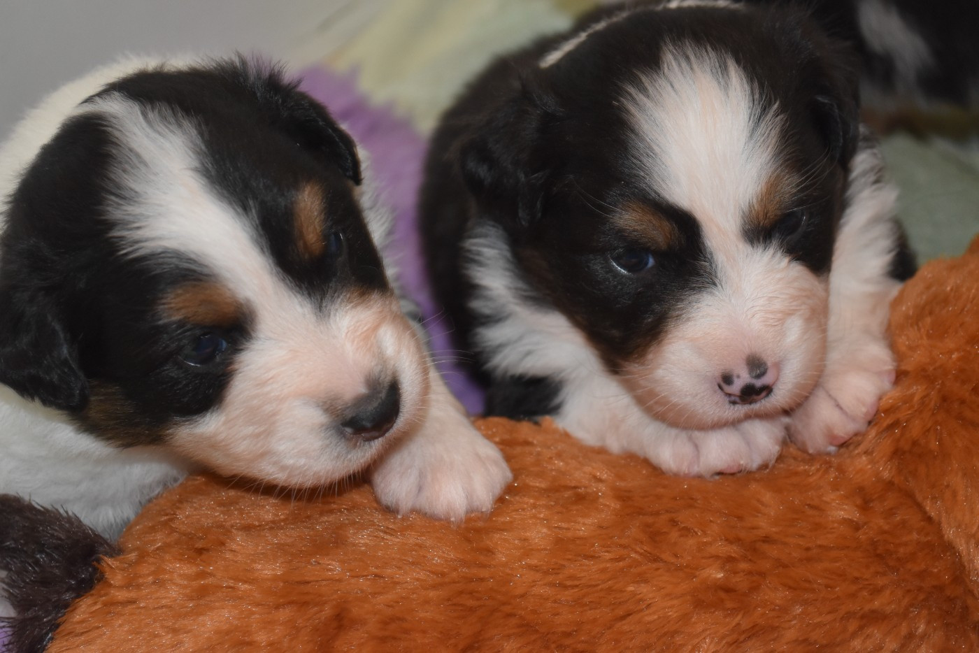 Chiot Berger Australien Of Black Pearl Spirit