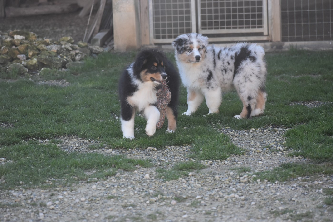 Of Black Pearl Spirit - Berger Australien - Portée née le 05/10/2025