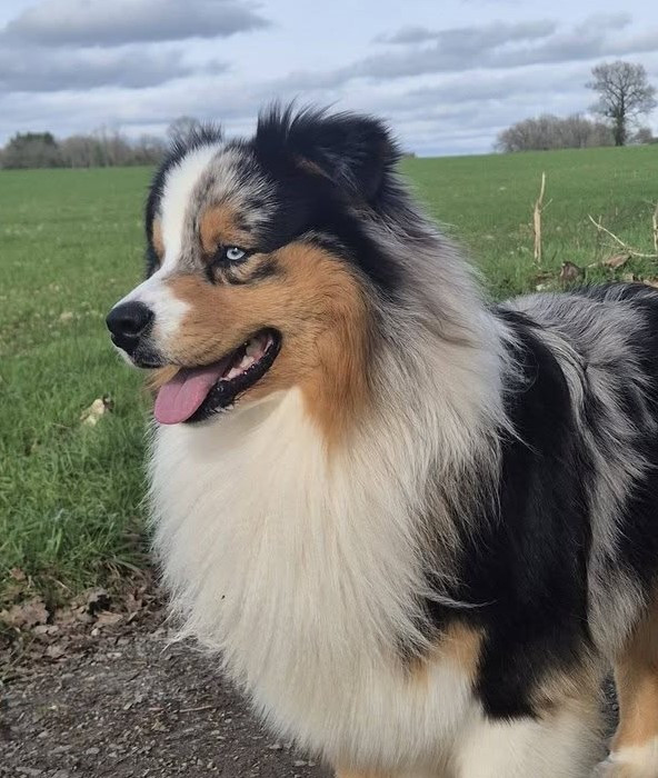 Of Black Pearl Spirit - Berger Australien - Portée née le 25/11/2024