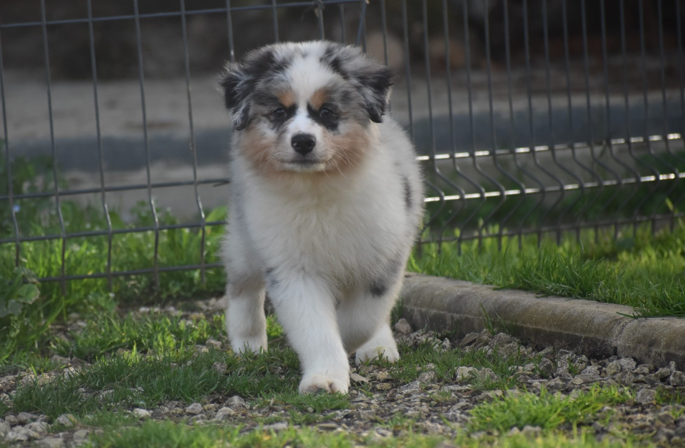 Of Black Pearl Spirit - Chiots disponibles - Berger Australien