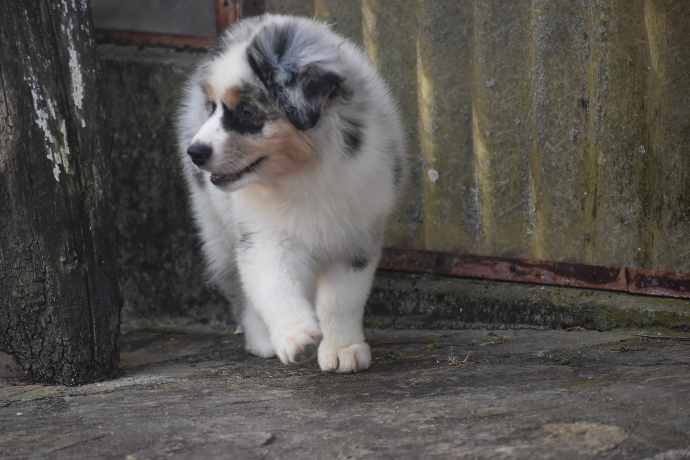 Chiot Berger Australien Of Black Pearl Spirit