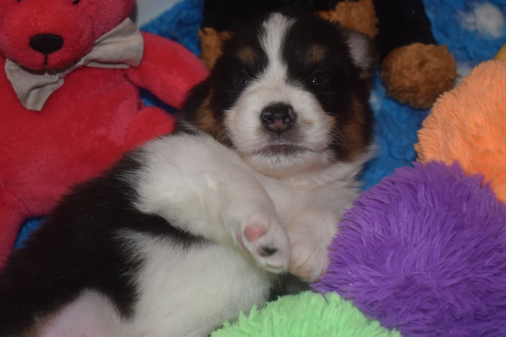 Of Black Pearl Spirit - Chiots disponibles - Berger Australien