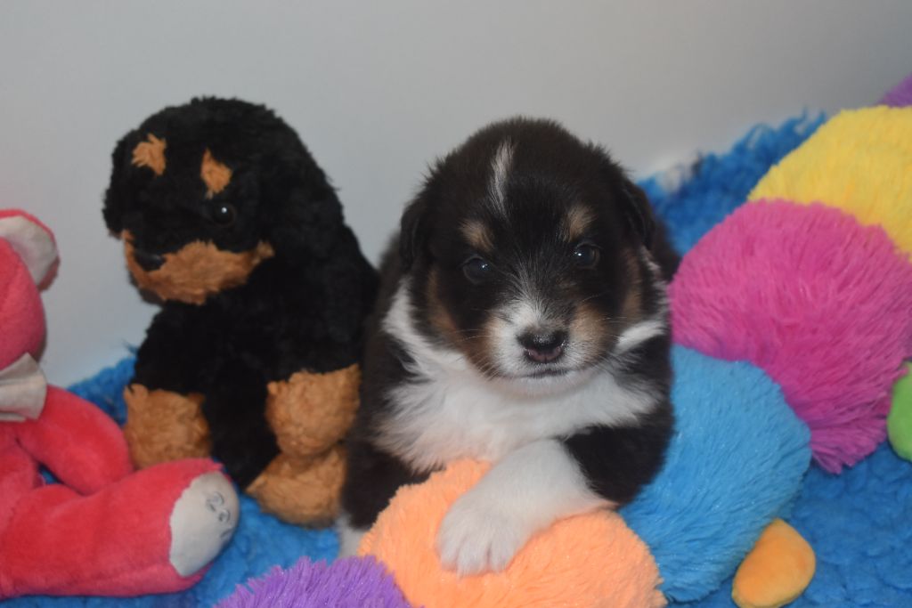 Of Black Pearl Spirit - Chiots disponibles - Berger Australien