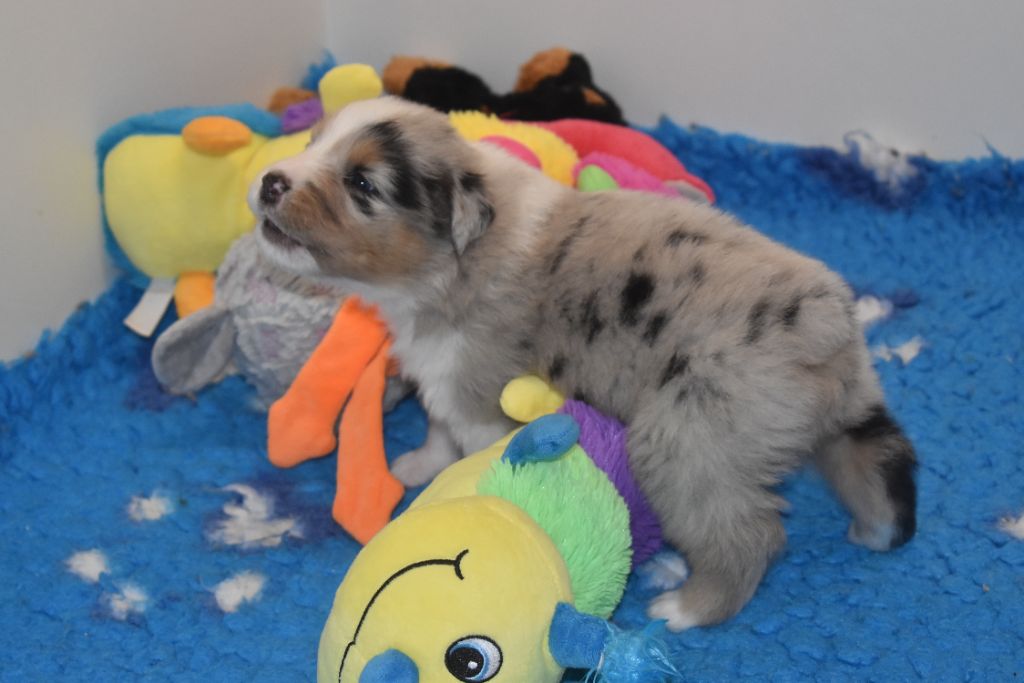 Of Black Pearl Spirit - Chiots disponibles - Berger Australien