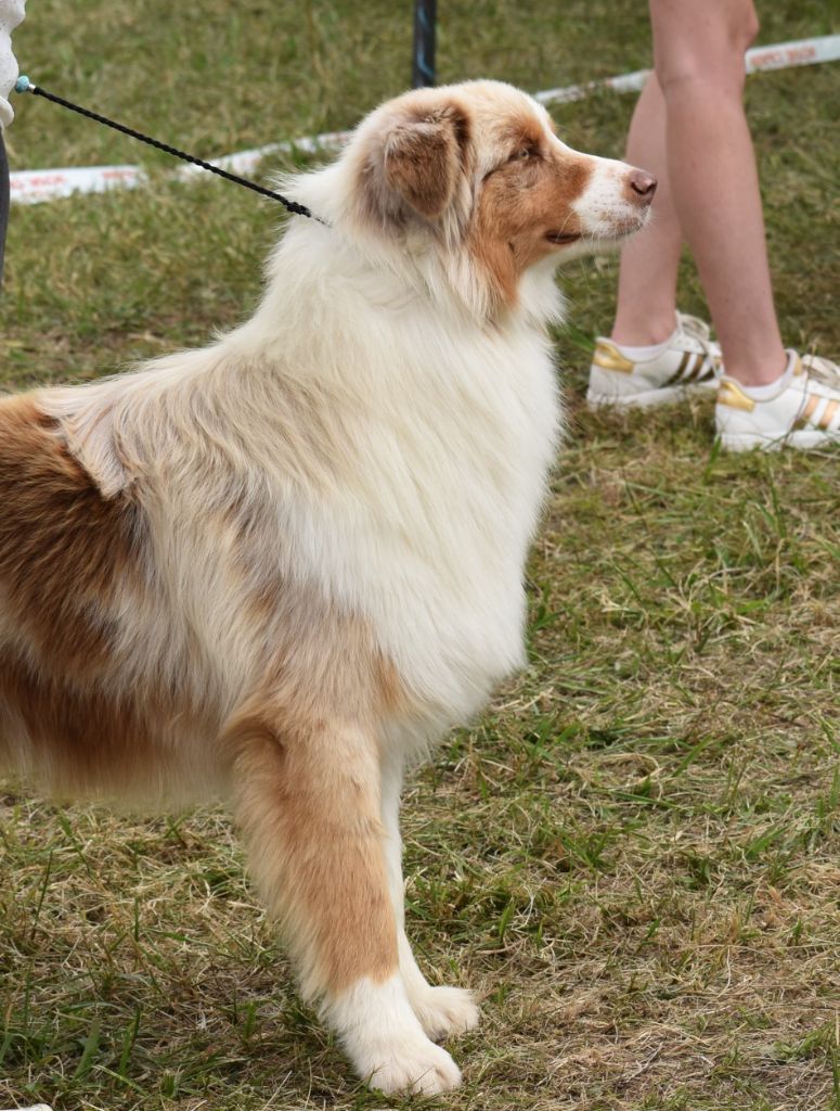 Of Black Pearl Spirit - Berger Australien - Portée née le 15/05/2024