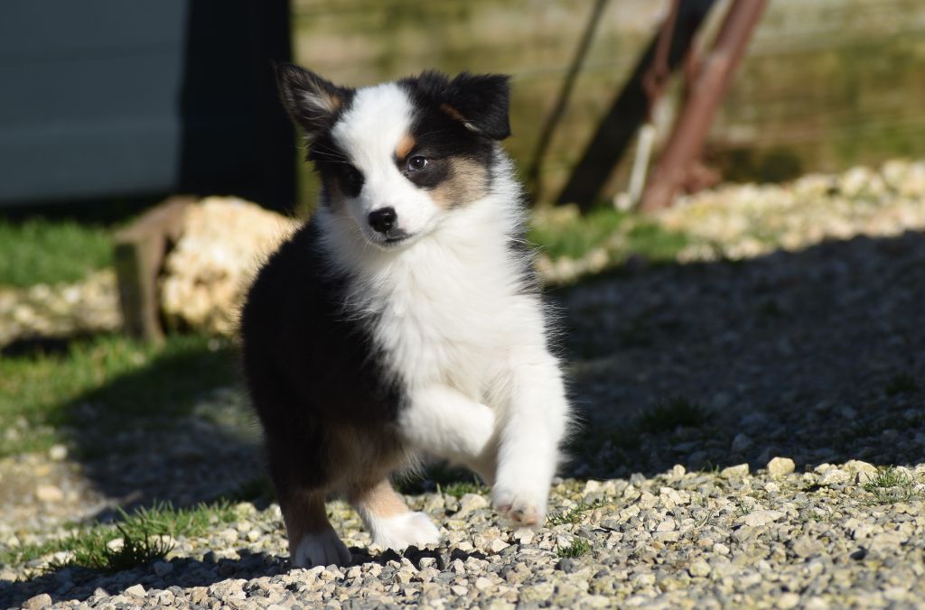 Of Black Pearl Spirit - Chiots disponibles - Berger Australien