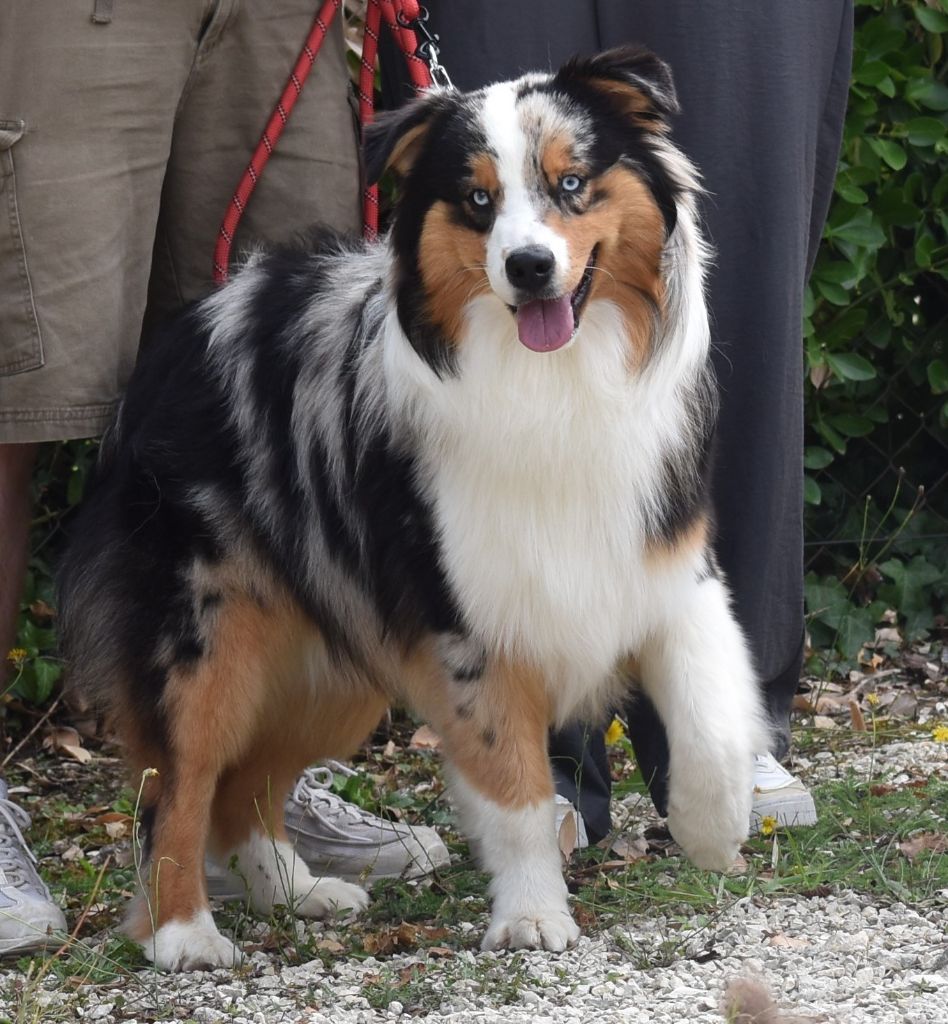 Of Black Pearl Spirit - Berger Australien - Portée née le 25/11/2024